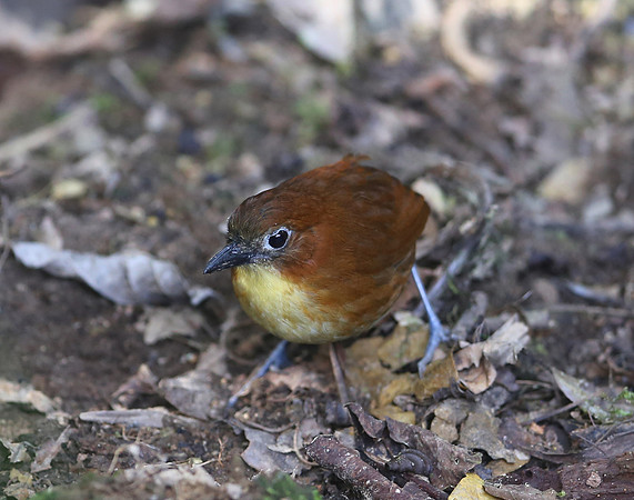 Yellow-breasted Antpitta - Paz de las Aves - Ecuador