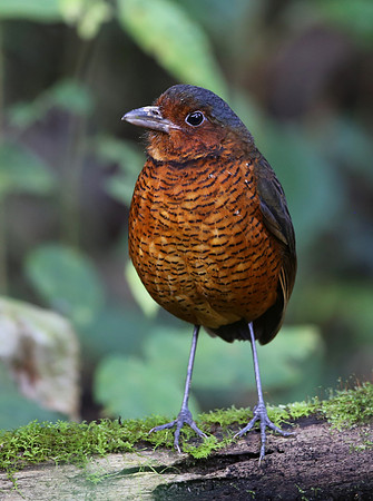 Giant Antpitta - Paz de las Aves - Ecuador