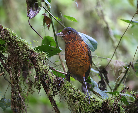 Giant Antpitta - Paz de las Aves - Ecuador
