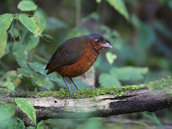 Giant Antpitta - Paz de las Aves - Ecuador