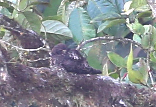 Rufous-bellied Nighthawk - Paz de las Aves - Ecuador