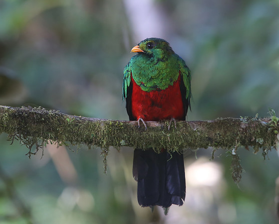 Golden-headed Quetzal - Refugio Paz de las Aves, Ecuador