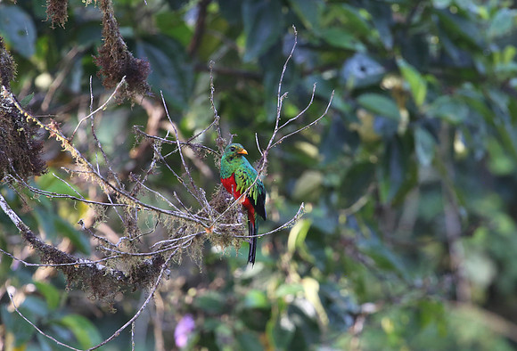 Golden-headed Quetzal - Refugio Paz de las Aves, Ecuador