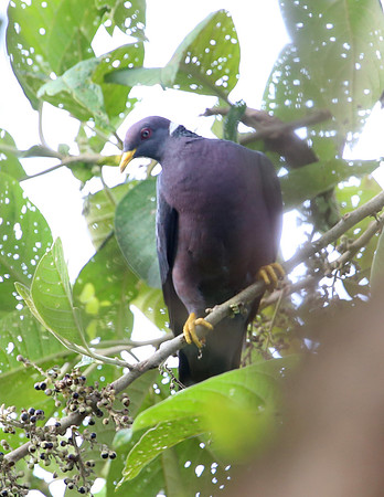 Band-tialed Pigeon - San Tadeo - Mindo, Ecuador
