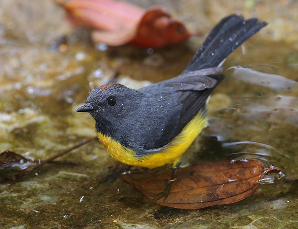 Slate-throated Whitestart - San Tadeo - Mindo, Ecuador