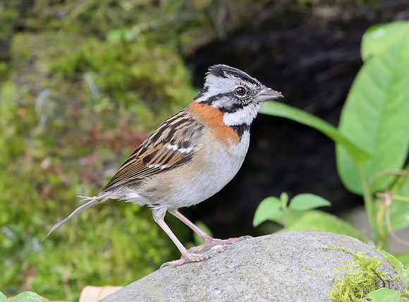Rufous-collared Sparrow - San Tadeo - Mindo, Ecuador