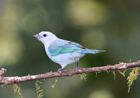 Blue-gray Tanager - San Tadeo - Mindo, Ecuador