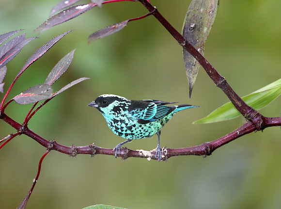 Beryl-spangled Tanager - San Tadeo - Mindo, Ecuador