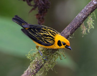 Golden Tanager - San Tadeo - Mindo, Ecuador