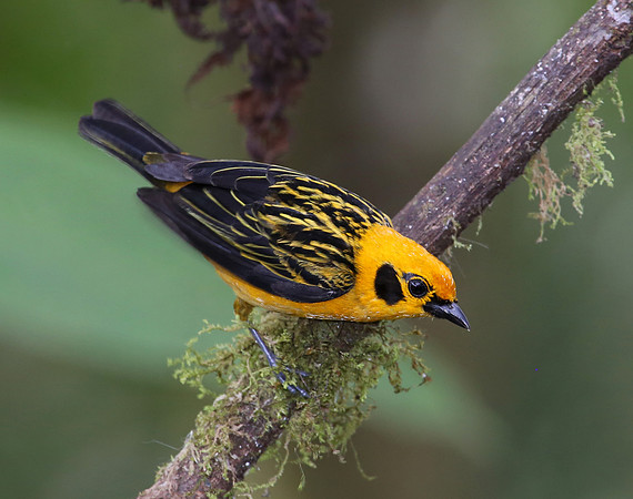Golden Tanager - San Tadeo - Mindo, Ecuador