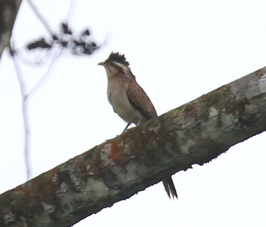 Striped Cuckoo - Rio Silanche Bird Sanctuary - Ecuador