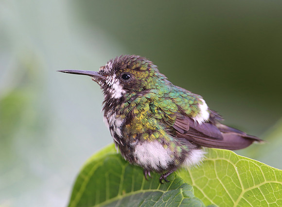 Green Thorntail - Silanche - Ecuador