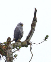 Gray Hawk - Rio Silanche Bird Sanctuary - Ecuador