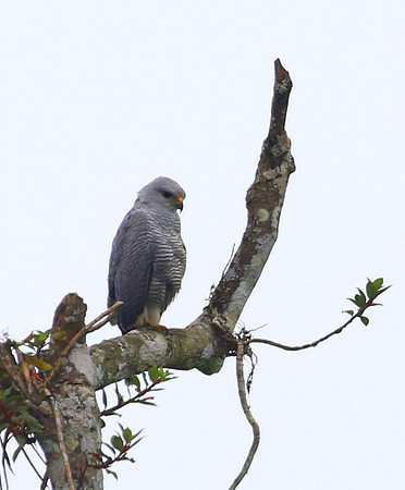 Gray Hawk - Rio Silanche Bird Sanctuary - Ecuador