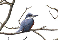 Ringed Kingfisher - Rio Silanche Bird Sanctuary - Ecuador