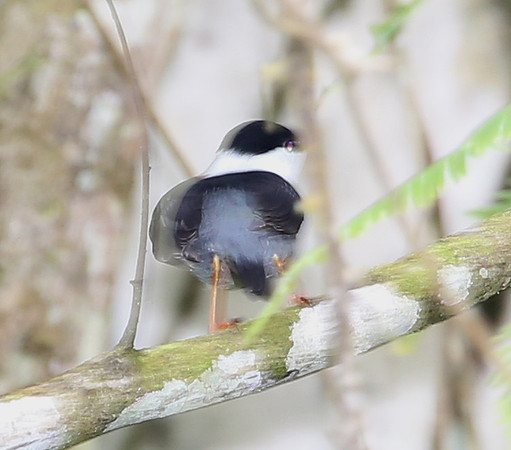 White-bearded Manakin - Rio Silanche Bird Sanctuary - Ecuador