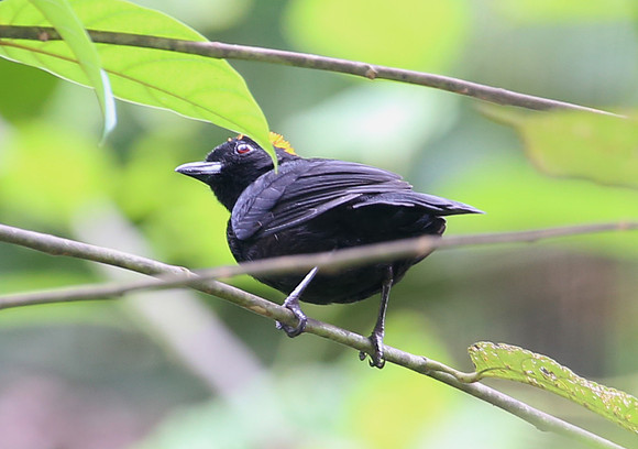 Tawny-crested Tanager - Rio Silanche Bird Sanctuary - Ecuador