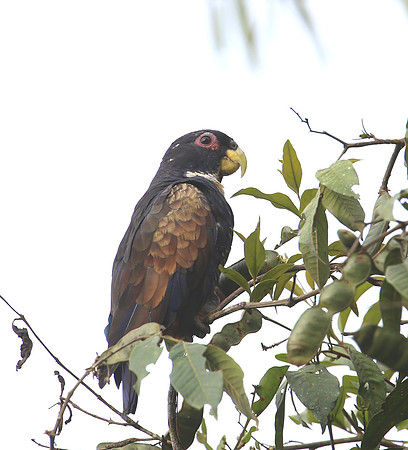 Bronze-winged Parrot - Las Terrazas de Dana - Mindo, Ecuador