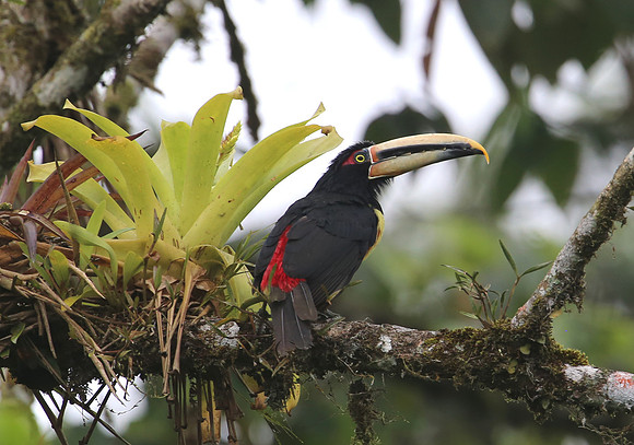 Pale-mandibled Aracari - Rio Silanche Bird Sanctuary - Ecuador