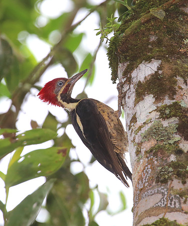 Lineated Woodpecker - Rio Silanche Bird Sanctuary - Ecuador
