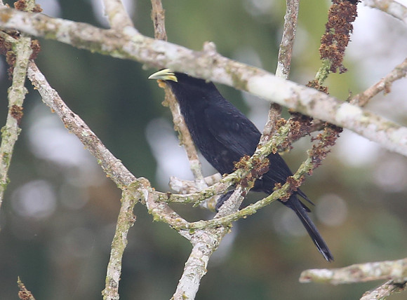 Yellow-billed Cacique - Rio Silanche Bird Sanctuary - Ecuador