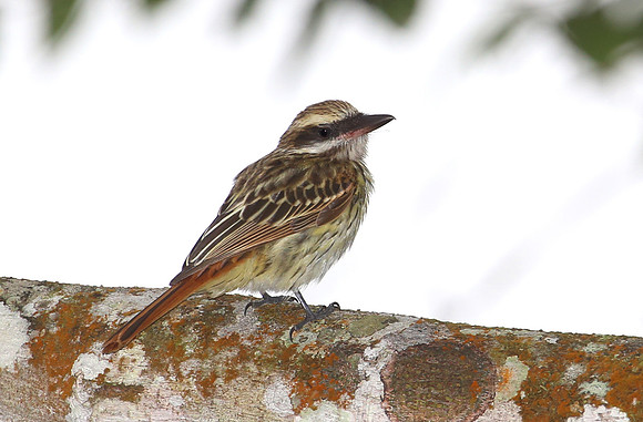 Streaked Flycatcher - Rio Silanche Bird Sanctuary - Ecuador
