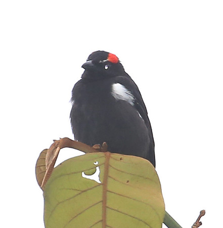 Scarlet-browed Tanager - Rio Silanche Bird Sanctuary, Ecuador