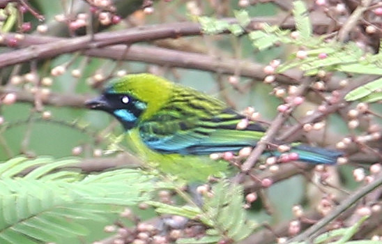 Blue-whiskered Tanager - Rio Silanche Bird Sanctuary - Ecuador