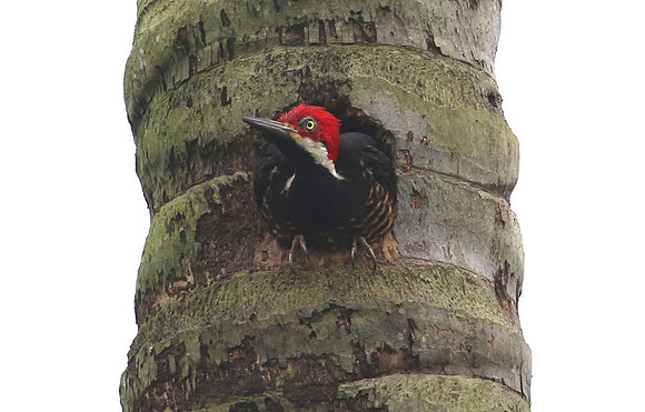 Guayaquil Woodpecker - Rio Silanche Bird Sanctuary - Ecuador
