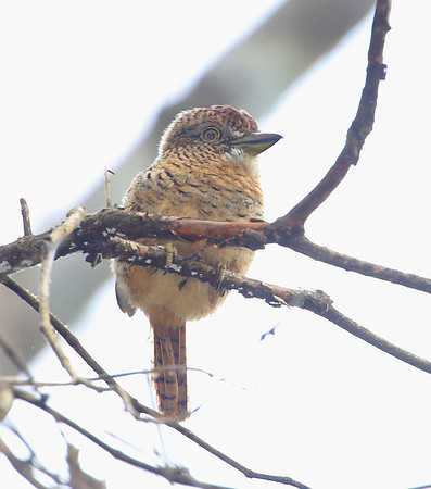 Barred Puffbird - Rio Silanche Bird Sanctuary - Ecuador