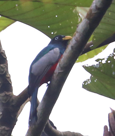 Choco Trogon - Rio Silanche Bird Sanctuary - Ecuador