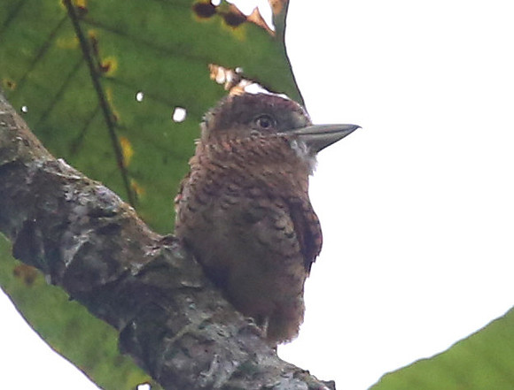 Barred Puffbird - Rio Silanche Bird Sanctuary - Ecuador