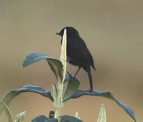 Glossy Flowerpiercer -  Antisana, Ecuador