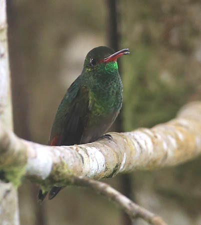 Rufous-tailed Hummingbird - Amagusa, Ecuador
