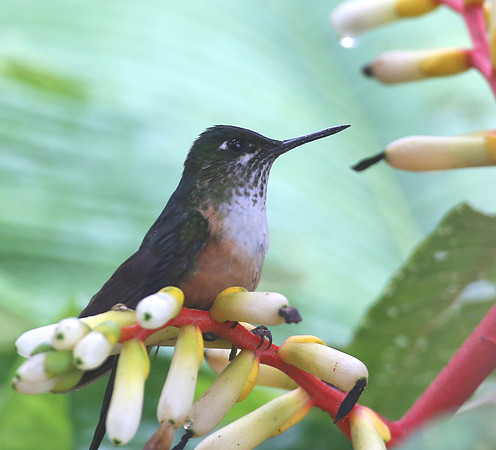 Violet-tailed Sylph (female) - Amagusa, Ecuador