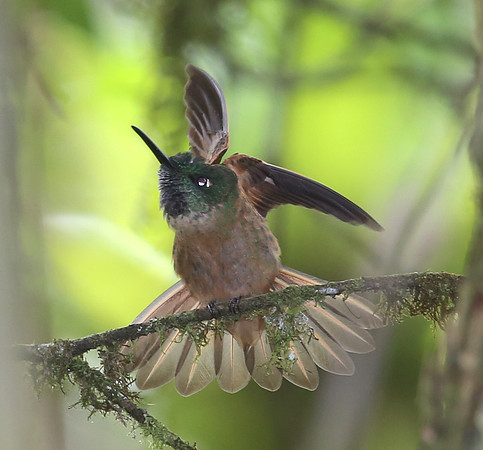 Fawn-breasted Brilliant - San Tadeo, Ecuador