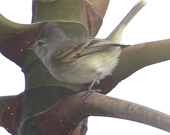 Southern Beardless-Tyrannulet - Mindo, Ecuador