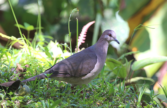Ruddy Pigeon - Mindo, Ecuador