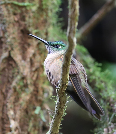 Fawn-breasted Brilliant -  Paz de las Aves, Ecuador