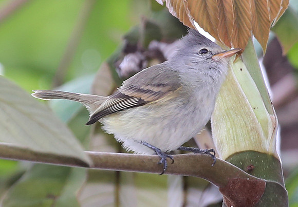 Southern Beardless-Tyrannulet - Mindo, Ecuador