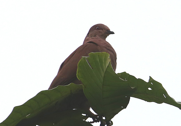 Ruddy Pigeon - Silanche, Ecuador