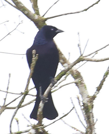Shiny Blackbird  Silanche, Ecuador