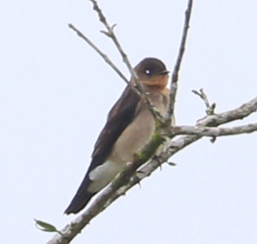 Southern Rough-winged Swallow - Silanche, Ecuador