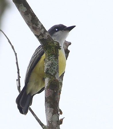 ID #32 Silanche