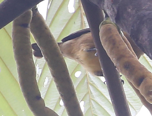 ID #31 Silanche