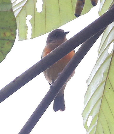 Scarlet-breasted Dacnis - Silanche, Ecuador