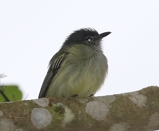 ID #29 Silanche