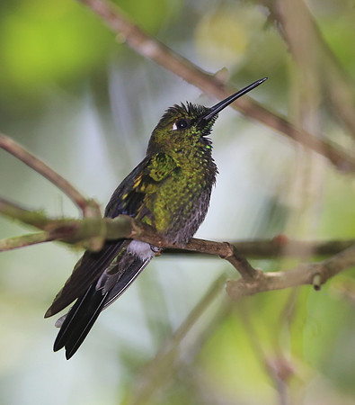 Buff-tailed Coronet - Mindo, Ecuador