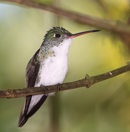 Andean Emerald - Mindo, Ecuador