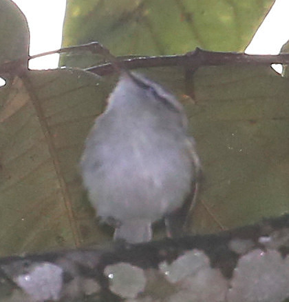 ID #19 Mindo